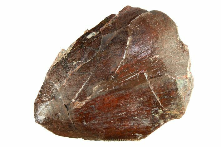 Fossil Phytosaur (Redondasaurus) Tooth - New Mexico #284266